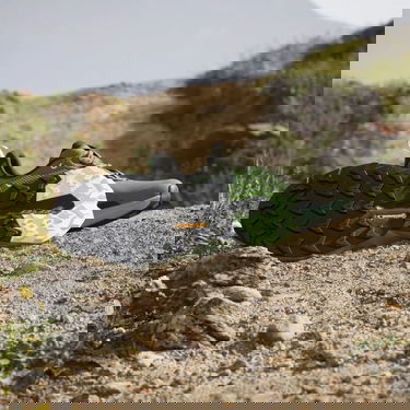 Superge in čevlji adidas Performance adidas TERREX TRAILMAKER 2 GORE-TEX Siva | IE5150, 4