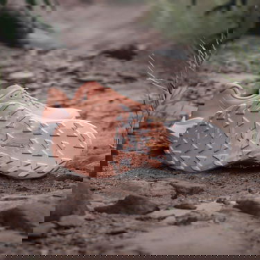 Superge in čevlji adidas Performance Terrex Agravic 3 Trail Running Oranžna | IG6582, 2