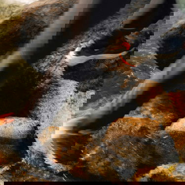 Superge in čevlji adidas Performance adidas TERREX TRAILMAKER 2 GORE-TEX Črna | IE5148, 5