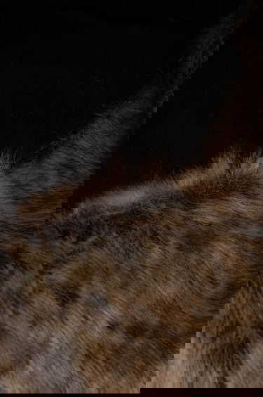 Klobuk Barbour Barbour Trapper Hat Črna | MHA0711, 3