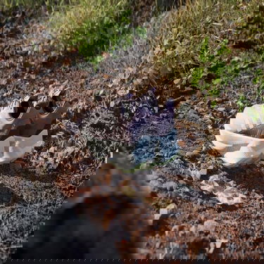 Superge in čevlji adidas Performance adidas TERREX Boty Terrex Soulstride Flow Trail Running Siva | ID7719, 2