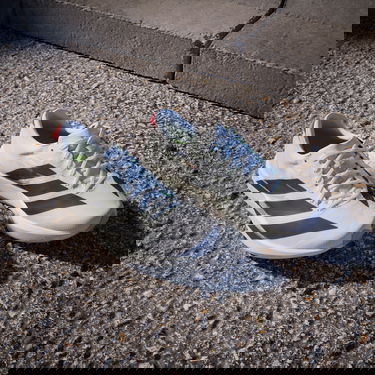 Superge in čevlji adidas Performance ADIZERO ADIOS 9 Bela | if9418, 7