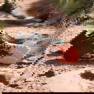 Superge in čevlji adidas Performance adidas TERREX Boty Terrex Agravic Flow Trail Running 2.0 Črna | ID2502, 4