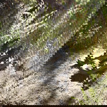 Superge in čevlji adidas Performance Terrex Hydroterra Light Črna | ID4273, 4