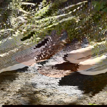 Superge in čevlji adidas Performance adidas TERREX Boty Terrex Voyager 21 Travel Lila | IE2594, 5