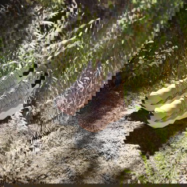 Superge in čevlji adidas Performance adidas TERREX Boty Terrex Voyager 21 Travel Lila | IE2594, 2